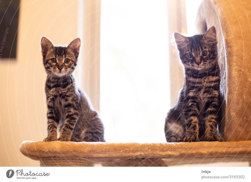 Emmy and Smilla Pet Cat 2 Animal Pair of animals Baby animal Looking Authentic Tall Small Curiosity Cute cat tree purebred cat savannah Colour photo