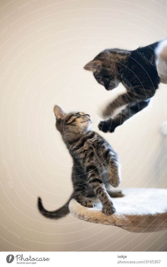 sib Pet Cat 2 Animal Baby animal Fight Playing Argument Authentic Small Cute Emotions Kitten Colour photo Subdued colour Interior shot Close-up Deserted