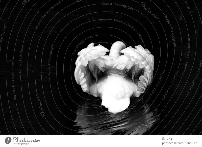 swan Animal Swan Wing 1 Water Heart Esthetic Exceptional Authentic Elegant Fluid Beautiful Wet Natural Positive Black White Emotions Moody Spring fever Passion