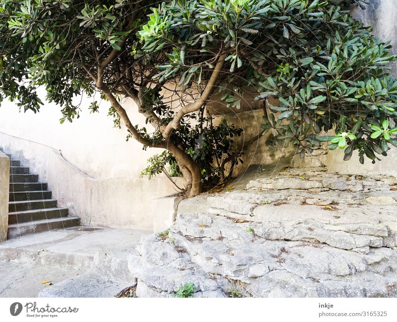 Corsican tree Summer Beautiful weather Tree Exotic Village Small Town Deserted Places Wall (barrier) Wall (building) Stairs Terrace Mediterranean Bright