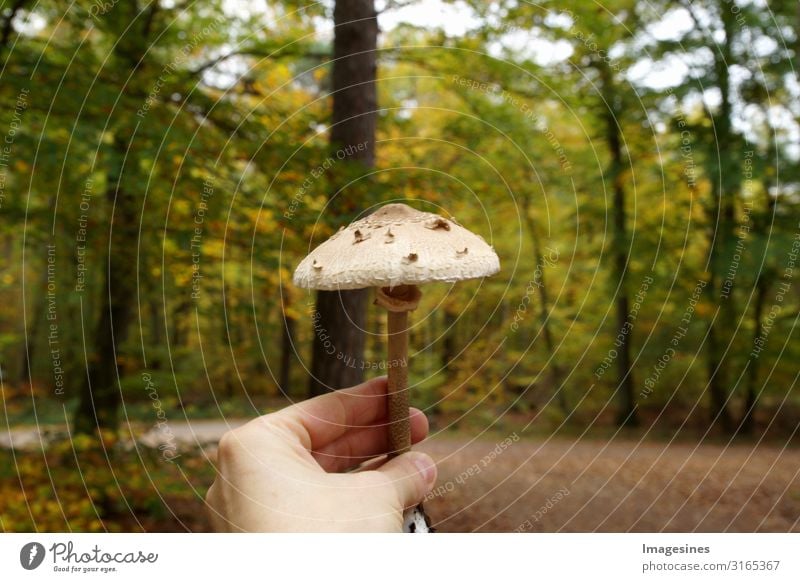 parasol Food Vegetable Mushroom Mushroom picker Nutrition Lifestyle mushroom pick Human being Feminine Adults Hand 1 Environment Nature Landscape Autumn Climate