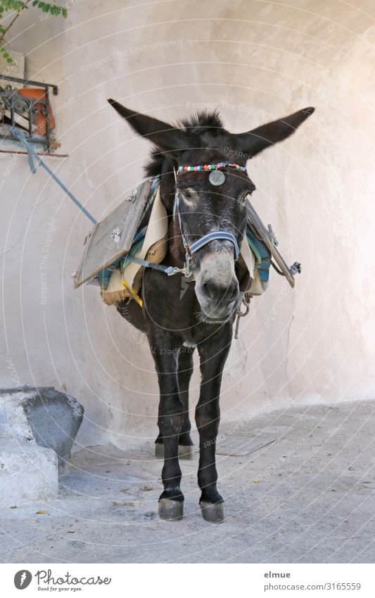 Carrier with 4 letters Vacation & Travel Tourism Farm animal Donkey Dog-ear Mule pack animal Pelt Listening Looking Wait Curiosity Trust Peaceful Serene Patient