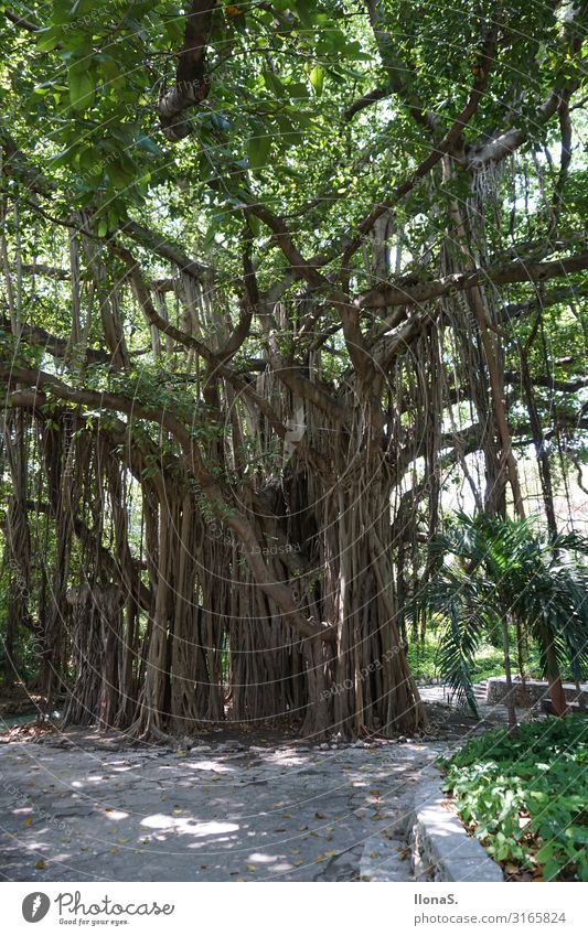 banyan Vacation & Travel Trip Adventure Far-off places Sightseeing City trip Environment Nature Landscape Plant Animal Tree Leaf Foliage plant Park