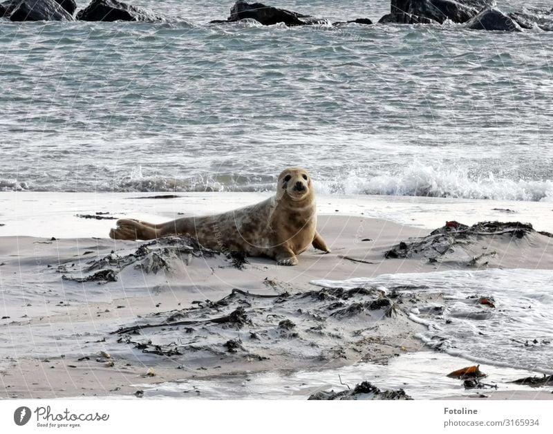 Helgoland's next top model Environment Nature Animal Elements Earth Sand Water Waves Coast Beach North Sea Ocean Island Wild animal Pelt 1 Free Bright Near Wet