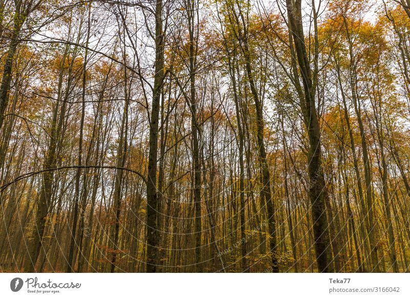 Autumn Forest #1 Environment Nature Landscape Plant Climate Esthetic Automn wood Colour photo Exterior shot