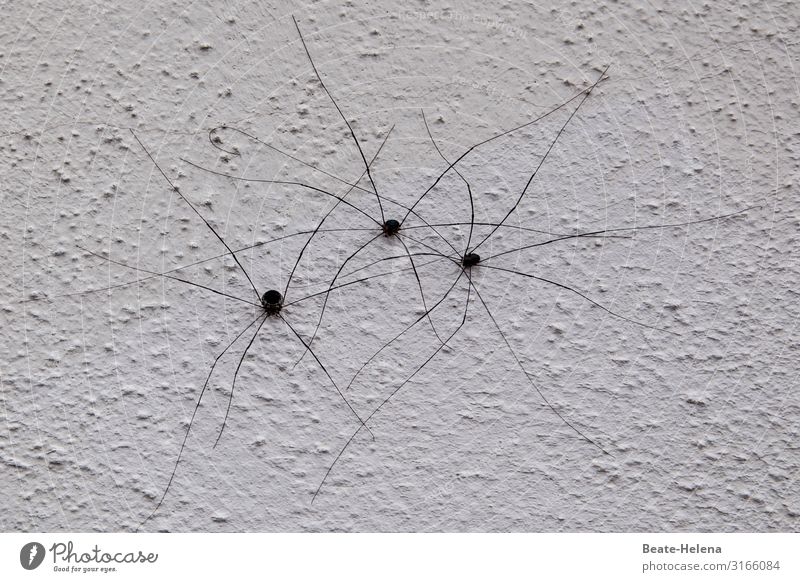 spider family Beautiful Living or residing Family & Relations Work of art Wall (barrier) Wall (building) Spider Sign Communicate Crawl Hiking Naked Moody