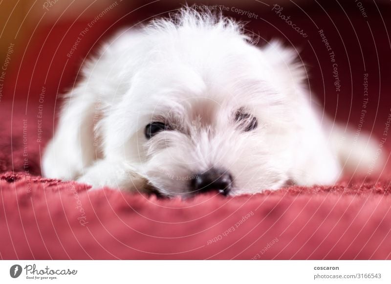 Cute small Maltese puppy lying on the bed Beautiful Face Sofa Bed Room Baby Friendship Animal Pet Dog Animal face 1 Love Lie Sleep Stand Sadness Small Funny