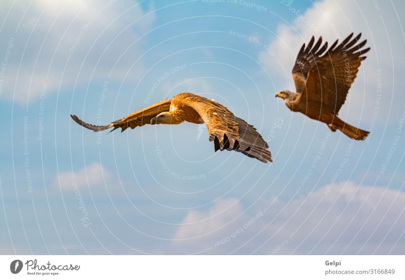 Big brown vulture and a eagle in flight Face Nature Animal Sky Clouds Bird Flying Natural Wild Brown Black White wildlife Vulture Eagle Kite landing wing