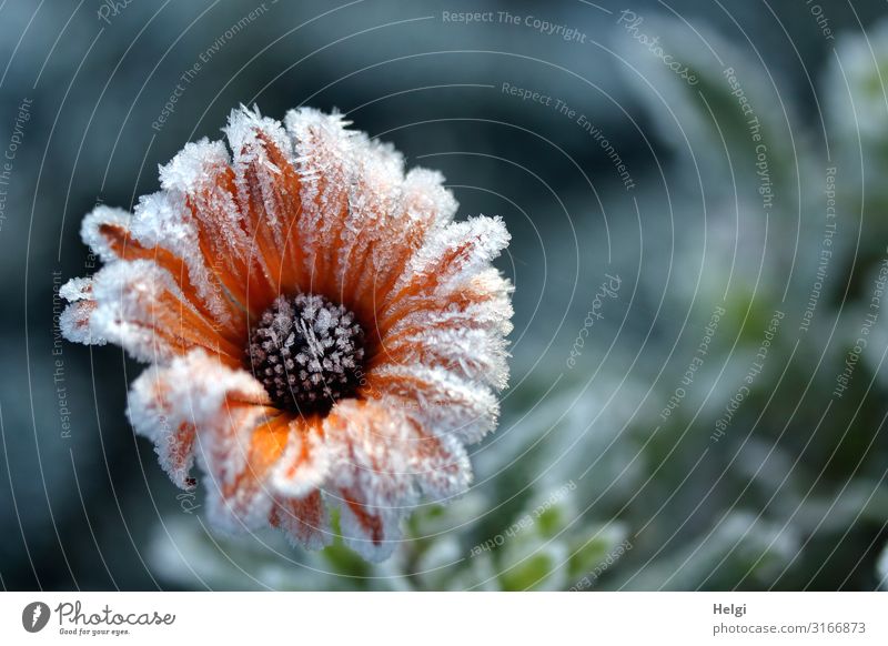 with ice crystals occupied orange-coloured bloom in autumn Environment Nature Plant Autumn Ice Frost Flower Blossom Park Blossoming Freeze Glittering Authentic