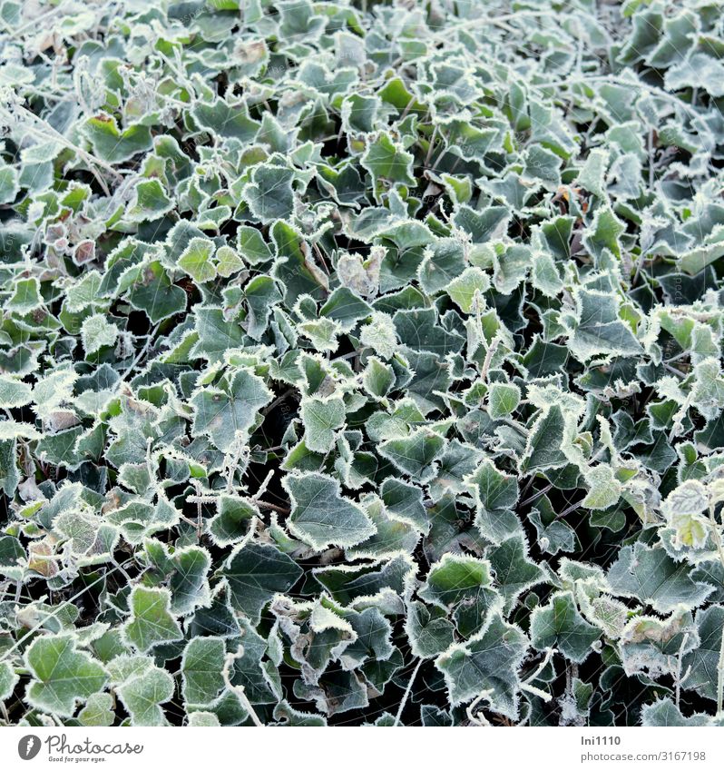 Ivy as ground cover Landscape Autumn Beautiful weather Ice Frost Plant Leaf Foliage plant Garden Park Cold Green Black White Hoar frost