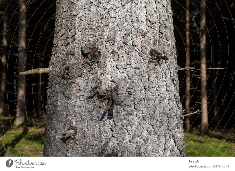 tree face | objective Tree Tree trunk Wood Spruce bark Tree bark Face Twigs and branches Forest Nature Plant Environment Autumn