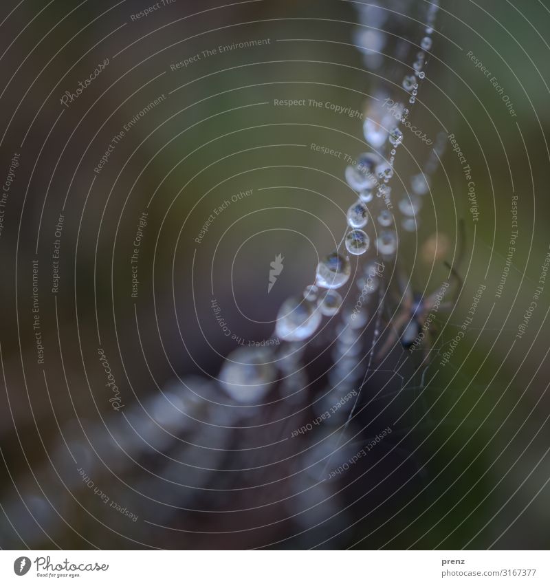 dew point Environment Nature Animal Water Drops of water Summer Autumn Weather 1 Green Spider Spider's web Dew Colour photo Exterior shot Experimental Deserted