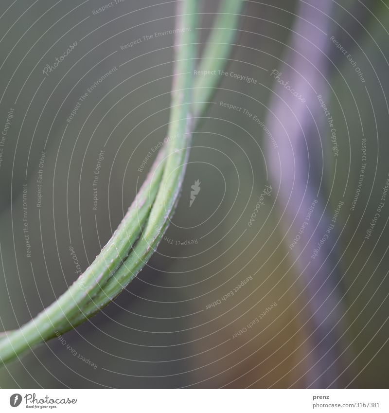 simple twist Environment Nature Plant Spring Summer Autumn Green Violet Rotation Distorted Fate Blade of grass Colour photo Exterior shot Experimental Deserted