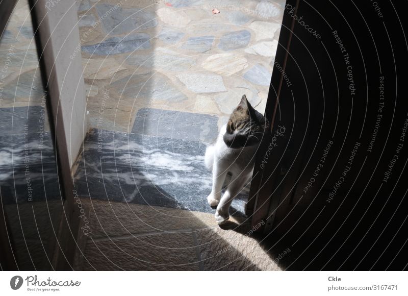 threshold Living or residing Terrace Door Tile Animal Pet Cat 1 Baby animal Mirror Stone Wood Glass Relaxation Soft Blue Brown Yellow Gray Black White Emotions