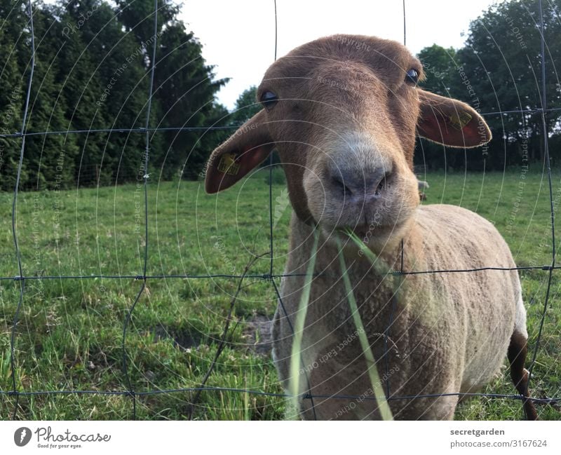 Eat and be eaten... Sheep Farm animal Meadow To feed Grass Willow tree Fence Nose Muzzle Looking Sweet Animal Exterior shot Nature Deserted Animal portrait