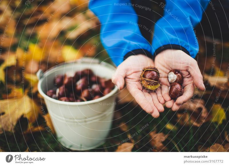 Boy collects chestnuts Joy Happy Leisure and hobbies Thanksgiving Parenting Kindergarten Child Boy (child) Brothers and sisters Infancy Hand Fingers 3 - 8 years