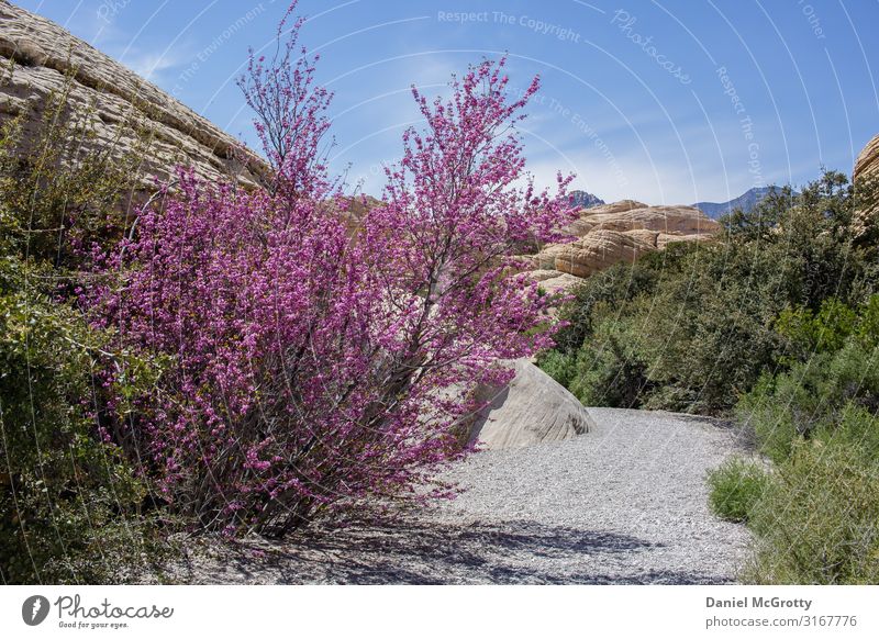 Cherry Blossom Thriving in the Desert Nature Landscape Plant Sky Clouds Summer Beautiful weather Tree Bushes Park Blossoming Discover Going Looking Hiking