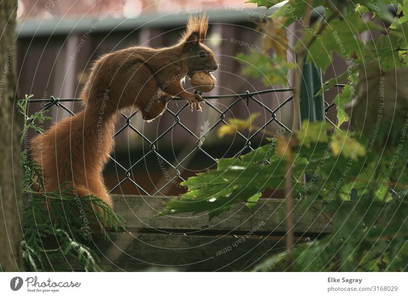 Squirrels get themselves winter supplies Animal Wild animal 1 To hold on Athletic Brown Movement Colour photo Exterior shot Isolated Image Day