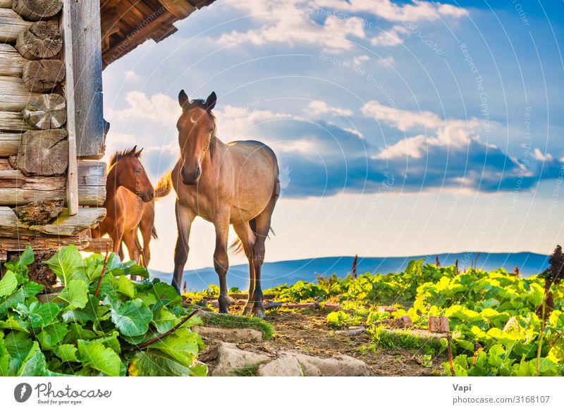 Horse with little foal Beautiful Leisure and hobbies Summer Summer vacation Sun House (Residential Structure) Nature Landscape Plant Animal Sky Clouds Sunrise