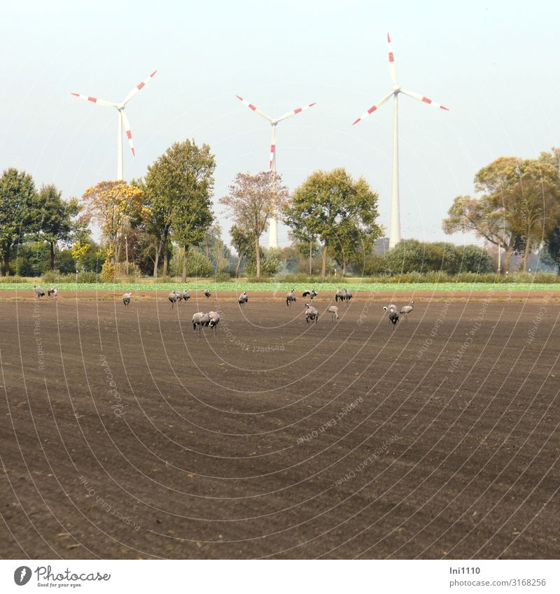 Cranes at the intermediate stop Wind energy plant Wild animal Bird Group of animals Brown Gray Green Red White Arable land Foraging Intermediate station