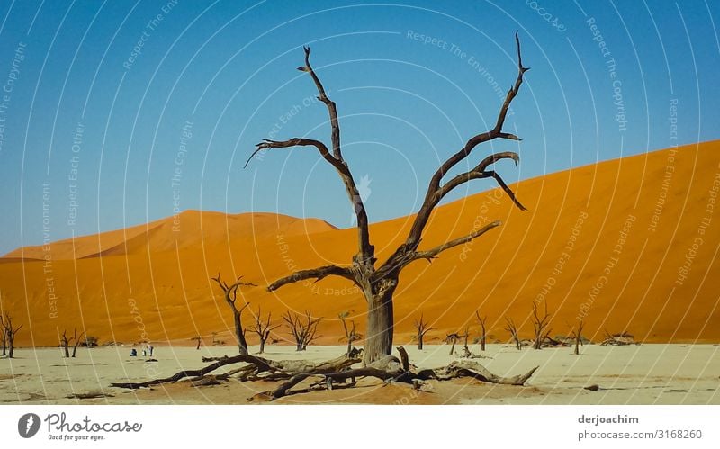 In front of a sand dune a dried up tree stump. No water in sight. Beautiful blue sky. Vacation & Travel Summer vacation Environment Climate change Drought Tree