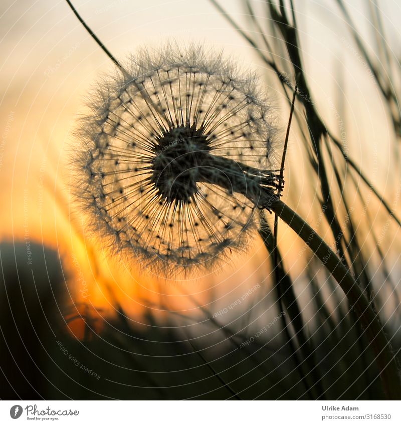 Dandelion - dandelion in warm light at sunset Harmonious Contentment Well-being Relaxation Calm Meditation mourning card Spa Card Funeral service Plant Nature