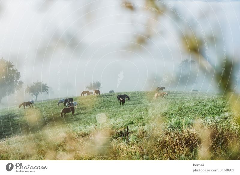Horses in the pasture in the early morning Landscape Country life Rural Idyll horses paddock Willow tree Meadow in the morning early morning mist Morning fog