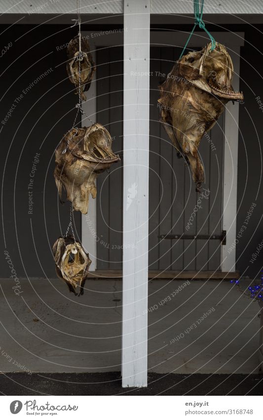 wind chimes Fish Dried cod Vacation & Travel Lofotes Norway Scandinavia Bizarre Whimsical Tourism Tradition Dry Dried fish Hang Joist Wind chime Colour photo