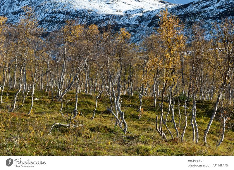 birch woods Vacation & Travel Environment Nature Landscape Plant Autumn Beautiful weather Snow Birch wood Meadow Forest Rock Mountain Lofotes Norway Scandinavia