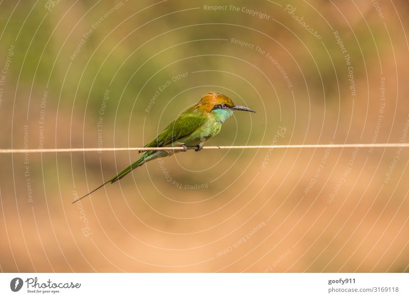 Green Bee Eater Trip Adventure Safari Expedition Environment Nature Park Animal Wild animal Bird Animal face Wing Pelt 1 Observe Discover To hold on Hang Sit