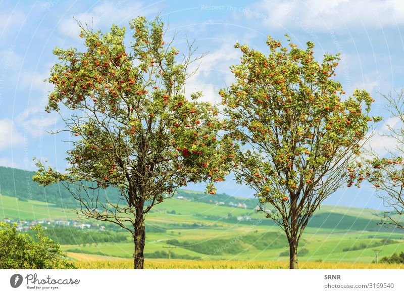 Mountain Ash Fruit Environment Landscape Plant Tree Natural arcadian country Ecological ecosystem Europe mountain ash mountain-ash pomes Mature rowan Rural