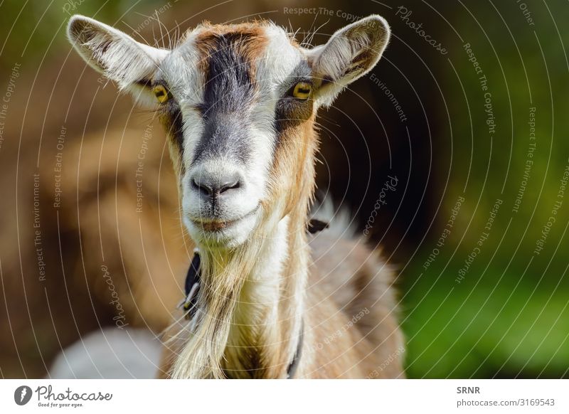 Domestic Goat Royalty-Free Images, Stock Photos & Pictures