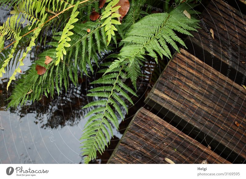 green fern leaves on a wooden walkway above a brook Environment Nature Plant Water Autumn Beautiful weather Fern Park Footbridge Wood Growth Esthetic Authentic