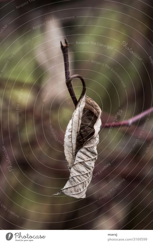 Nicely curled Nature Autumn Plant Leaf Old Hang Dark Authentic Simple Elegant Brown Sadness Grief Death Fatigue Pain Disappointment Loneliness Exhaustion