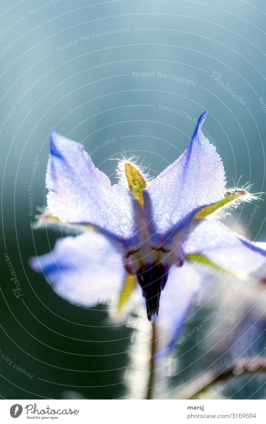 Macro of a violet borage flower, which is illuminated by the sun Herbs and spices Anticipation Borage Spice plant Shallow depth of field Blossoming translucent