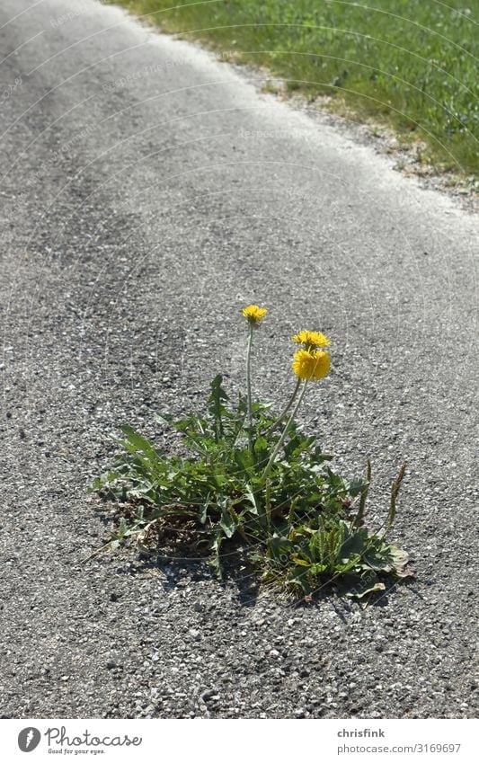 Dandelion flower on asphalt road Nature Landscape Plant Flower Village Town Transport Street Lanes & trails Stone Sign Blossoming Fragrance Growth Yellow Gray