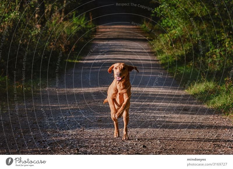 A young Labrador running towards us Environment Nature Autumn Tree Bushes Forest Lanes & trails Animal Pet Dog Utilize Movement Running Athletic Blonde Fresh