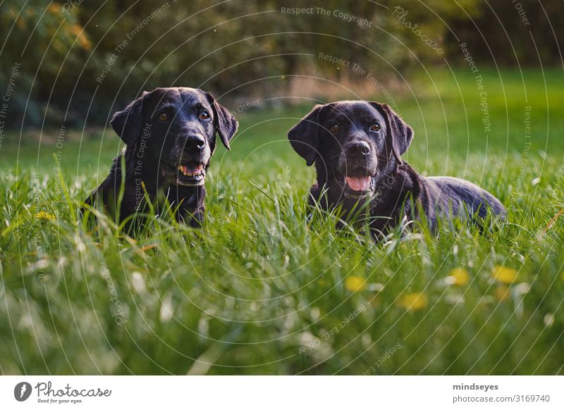 Two black Labradors lie in the meadow Environment Nature Landscape Autumn Beautiful weather Grass Meadow Forest Dog 2 Animal Relaxation To enjoy Lie Together