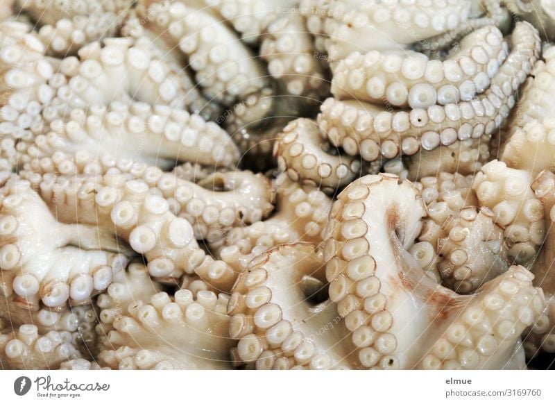 you take ... Food Fish Seafood Shopping Trade Fishery Offer freshly caught Dead animal calamari Octopods Octopus Squid Marine animal Sea water Suction pad