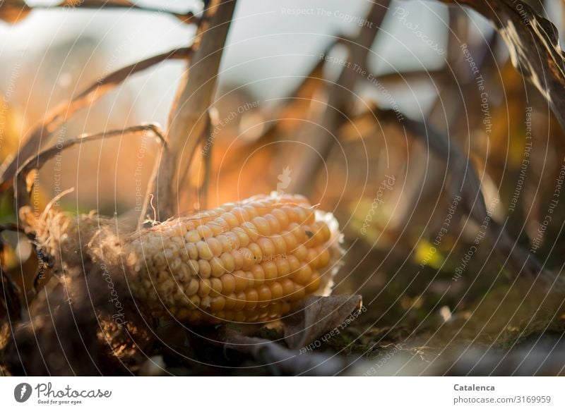 World pain | food waste ; corn cob lies on the ground Food Vegetable Nature Plant Earth Sky Autumn Leaf Agricultural crop Maize field Corn cob Field Faded