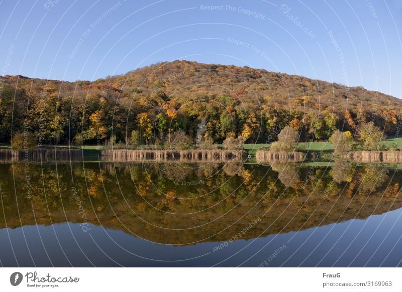 Autumn forest reflection Forest Mixed forest Automn wood Autumnal colours Autumn leaves variegated Nature Lake Water Reflection in the water Landscape Deserted