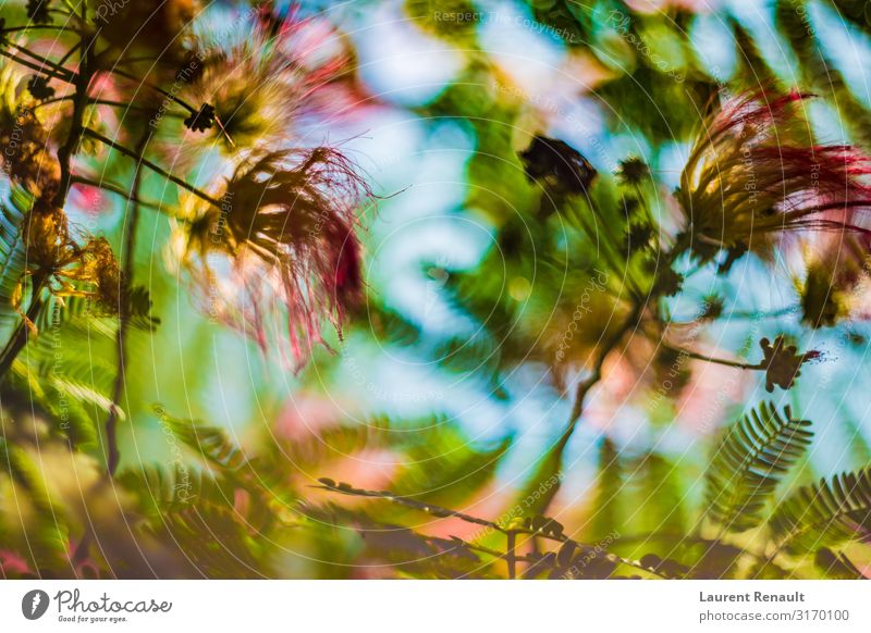 Albizia julibrissin or silk tree in blossom Exotic Garden Nature Tree Flower Leaf Natural Pink Julibrissin albizia Botany Floral fluffy Silk Colour photo