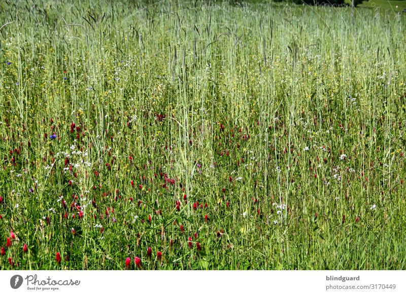 wildflower meadow Environment Nature Landscape Plant Summer Climate Climate change Beautiful weather Flower Grass Blossom Foliage plant Wild plant Meadow Fly