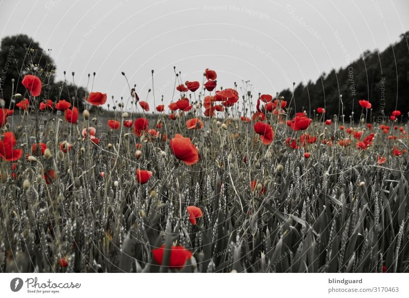 In Flanders fields Grain Environment Nature Plant Sky Summer Climate Beautiful weather Tree Flower Grass Blossom Foliage plant Agricultural crop Wild plant