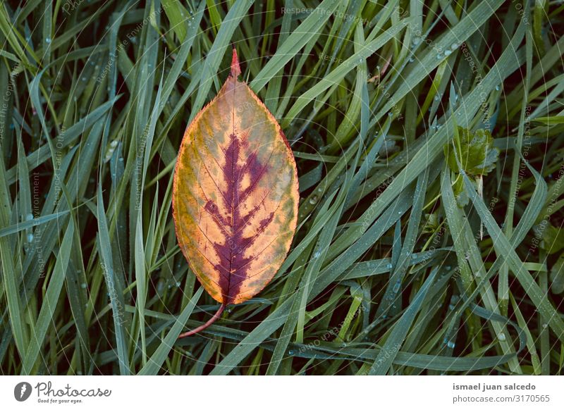 yellow tree leaf in autumn in the nature Leaf Yellow Loneliness Isolated (Position) Ground Nature Natural Exterior shot Neutral Background Consistency Fragile