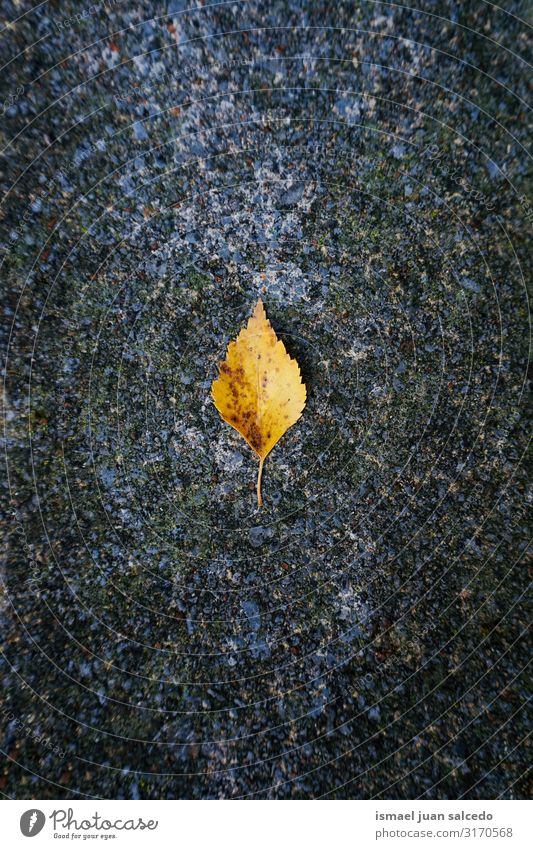 yellow leaf with autumn colors on the gray ground Leaf Yellow Loneliness Isolated (Position) Ground Nature Natural Exterior shot Neutral Background