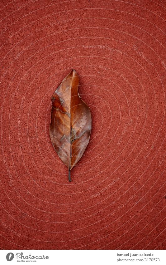 brown tree leaf on the red ground, autumn colors Leaf Brown Loneliness Isolated (Position) Ground Nature Natural Exterior shot Neutral Background Consistency