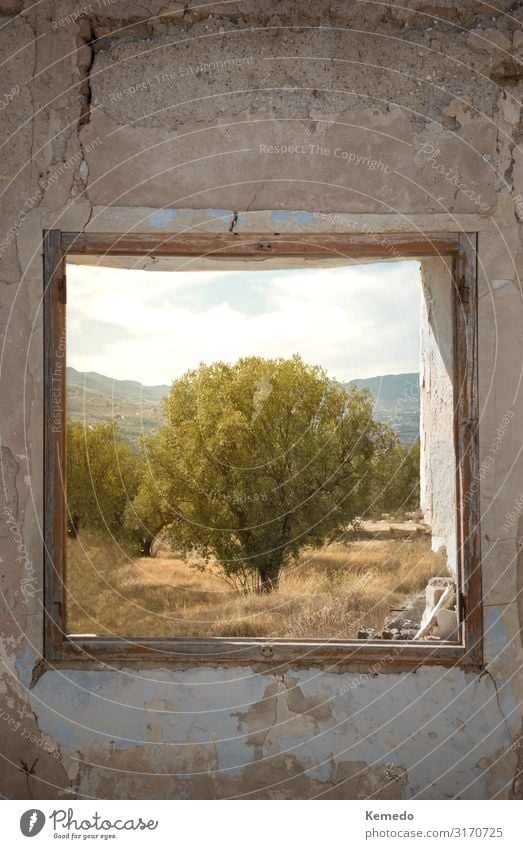 Views of a tree and mountains from the window of an old house. Design Beautiful Wellness Life Harmonious Calm Trip Adventure Freedom Summer Mountain