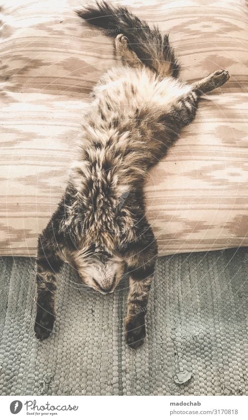 Cat relaxes and does Yoga on the back Lifestyle Animal To enjoy Lie Sleep Dream Happy Joie de vivre (Vitality) Love of animals Serene Calm Indifferent