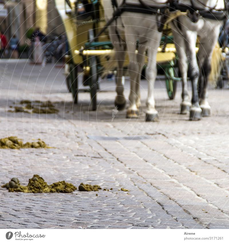 Lost apples. Trip Sightseeing City trip Salzburg Street Cobblestones Horse-drawn carriage Hackney Hoof 2 Animal horse apple Feces Excretion Crap Horse and cart